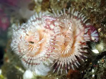 Feather Duster Worm