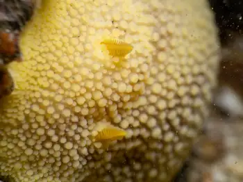 Noble Sea Lemon
