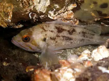 Young of Year Rockfish