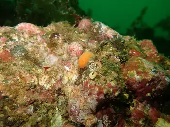 Red Sponge Dorid