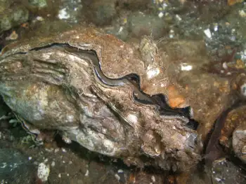 clam