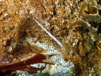 many jawed worm