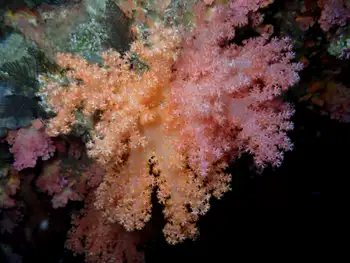 Orange Mouthed Soft Coral