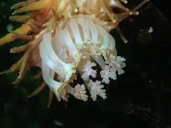 California Sea Cucumber