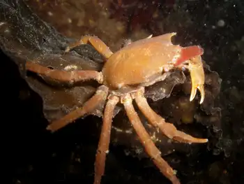 Northern Kelp Crab
