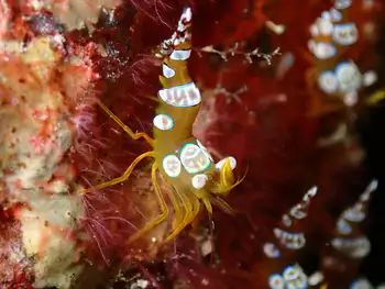 squat shrimp