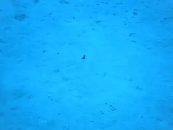 Garden Eel