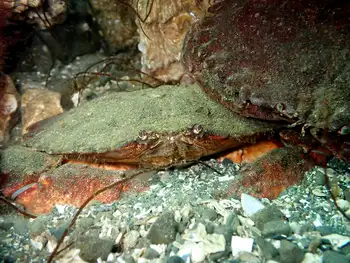 Red Rock Crab