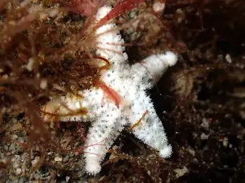 Crested Star