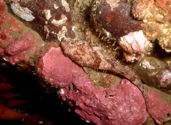 Encrusting Corraline Algae