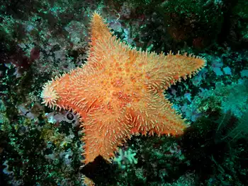 Spiny Red Star