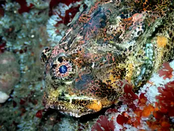 Buffalo Sculpin