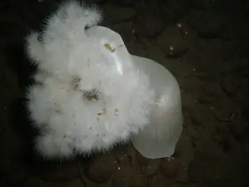 Metridium Anemone