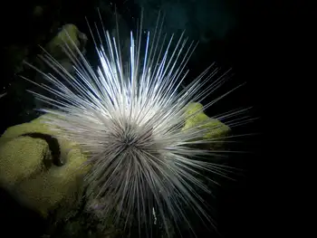 Black Sea Urchin