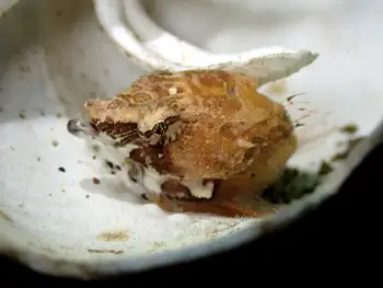 Grunt Sculpin