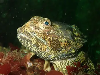 Buffalo Sculpin