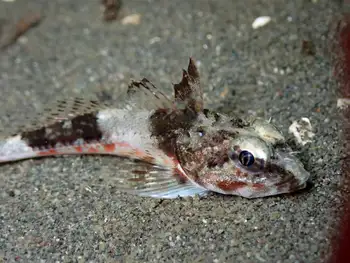 Roughback Sculpin