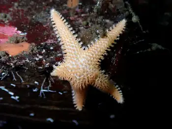Crested Star