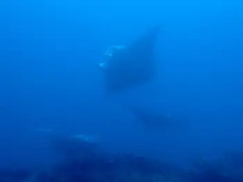 Reef Mantas