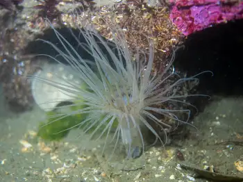 tube dwelling anemone