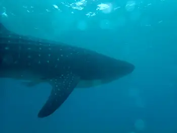 Whale Shark