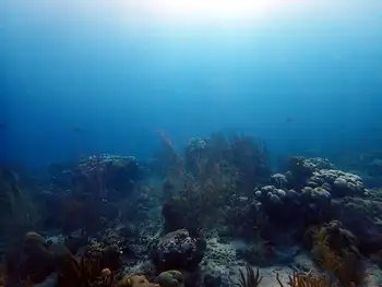 Coral