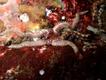 Daisy Brittle Star