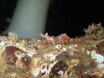 Kincaid Shrimp