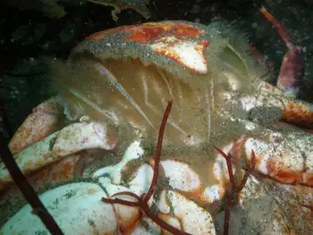 Red Rock Crab