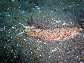 Shaggy Mouse Nudibranch