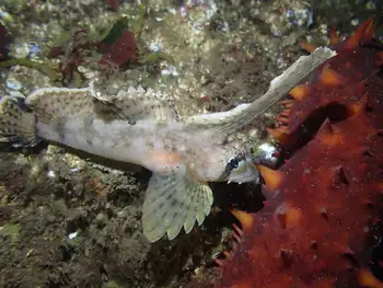 Sailfin Sculpin