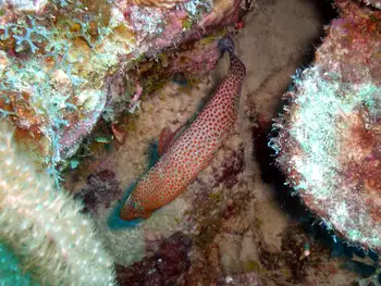 Tiger Grouper
