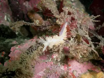 Red Gilled Nudibranch