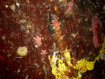 Longfin Sculpin