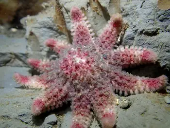 Rose Star