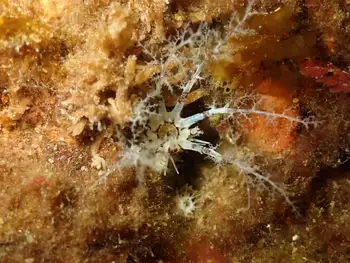Salt Pepper Sea Cucumber