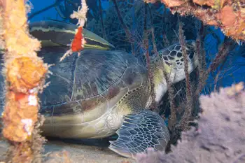 Green Sea Turtle