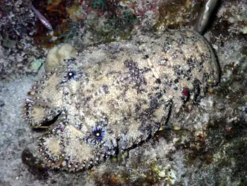 Sculptured Slipper Lobster