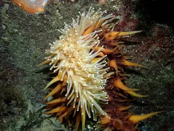 California Sea Cucumber