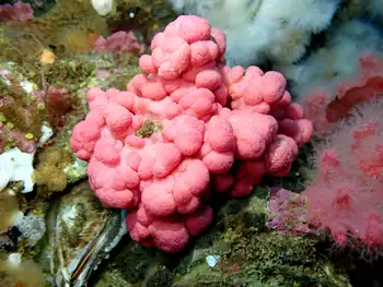 Red Soft Coral
