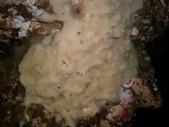 Hard Gnarled Clump Sponge