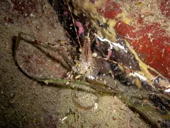 Shrimp