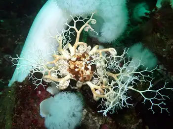 Pacific Basket Star
