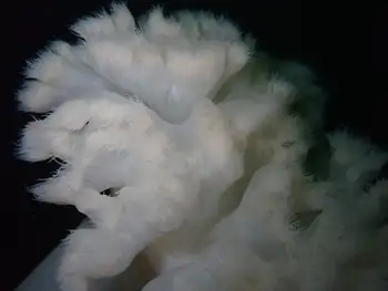Metridium Anemone