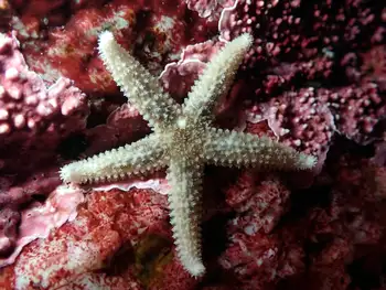 Crested Star