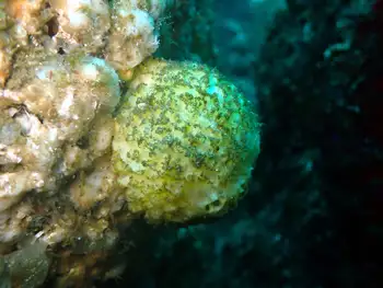 Sponge