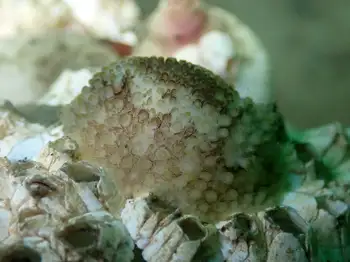 Barnacle Eating Nudibranch