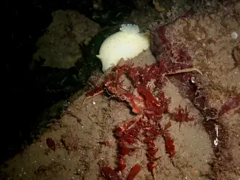 Graceful Decorator Crab