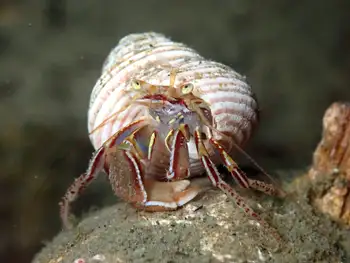 Widehand Hermit Crab