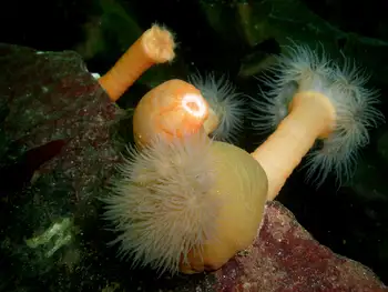 Anemones